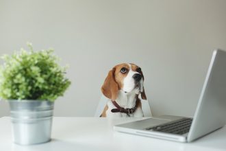 animaux-bureau-bien-etre-mieux